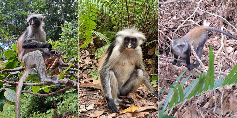 Šuma, endemski colobus majmuni, Zanzibar